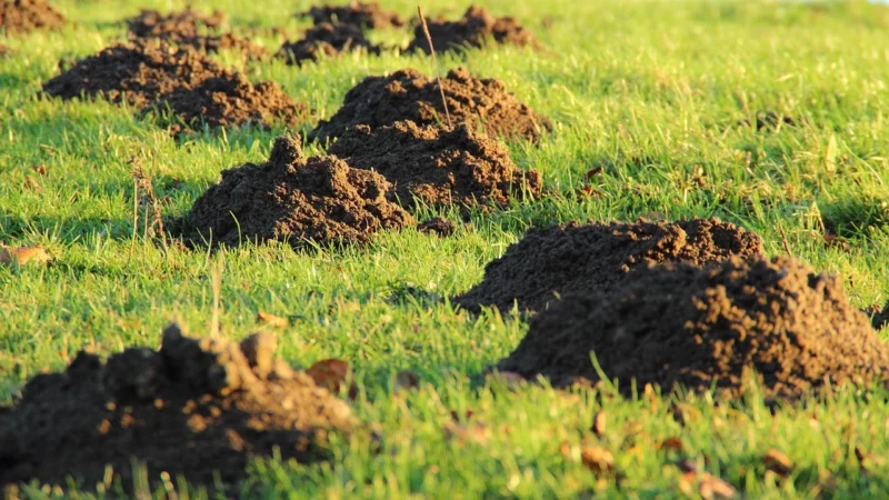 Stihl w ogrodzie: jak wybrać idealną kosiarkę